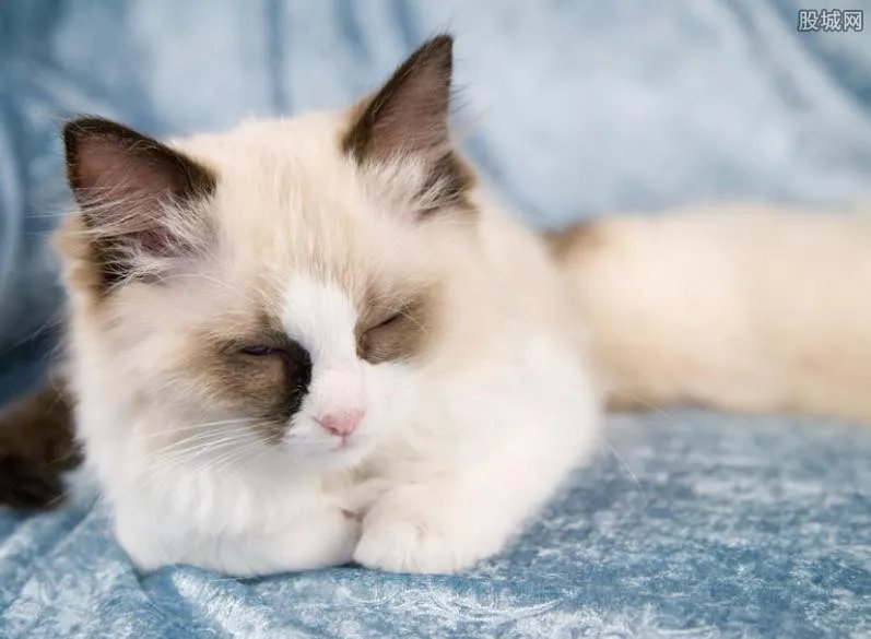 上海交大博士生未戴手套逗猫被通报 有这个必要吗？