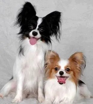 蝴蝶犬最大能长多大