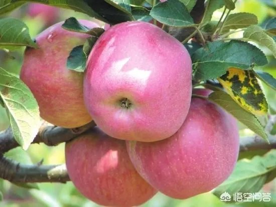 果树新品种是如何培育出来的?