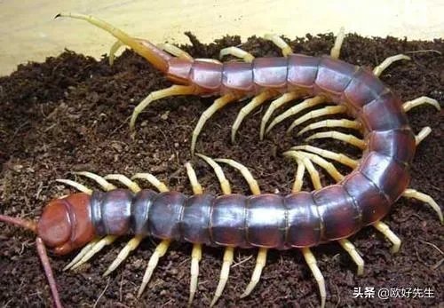 蜈蚣养殖前景如何，从哪几个方面开始？