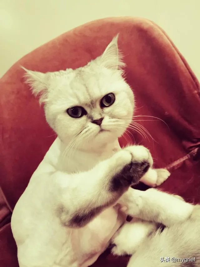 有没有搞笑的猫咪图片，分享一下？