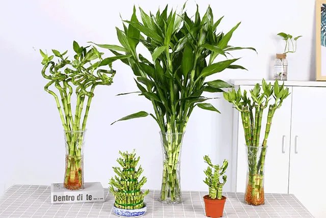 富贵竹怎么养 养几根才最好 富贵竹的养殖方法和注意事项