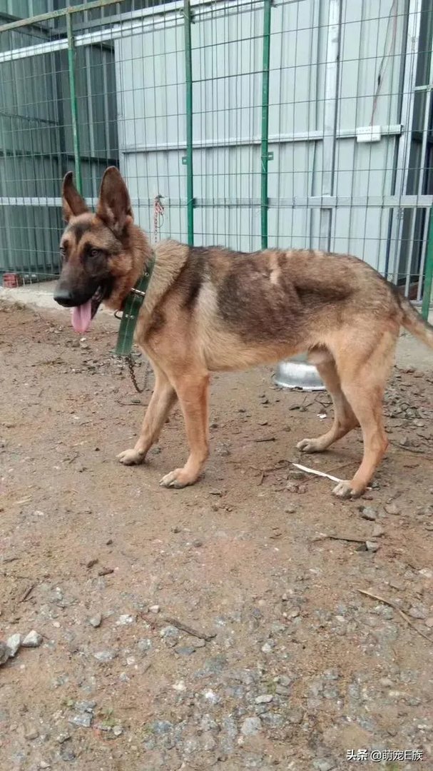 德牧一般几个月开始可以训练？