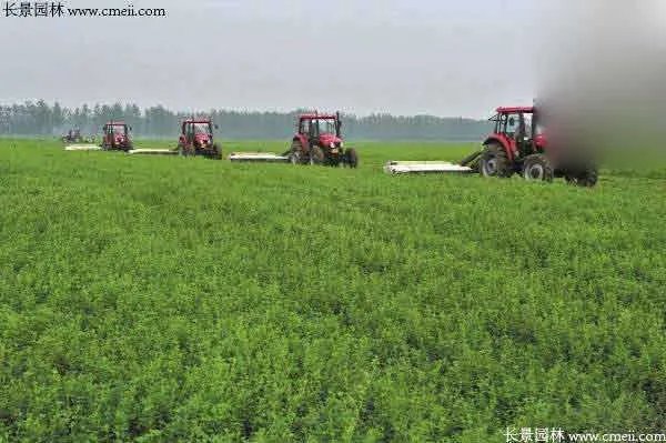 北方优质牧草品种有哪些