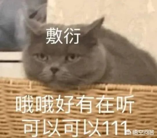 有没有搞笑的猫咪图片，分享一下？