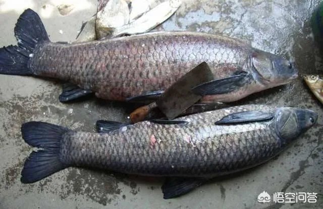 为什么很多农村集市上卖青鱼的都喜欢在鱼箱里撒一把瓜子？