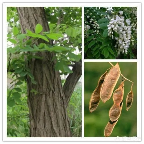 刺槐树有什么作用?