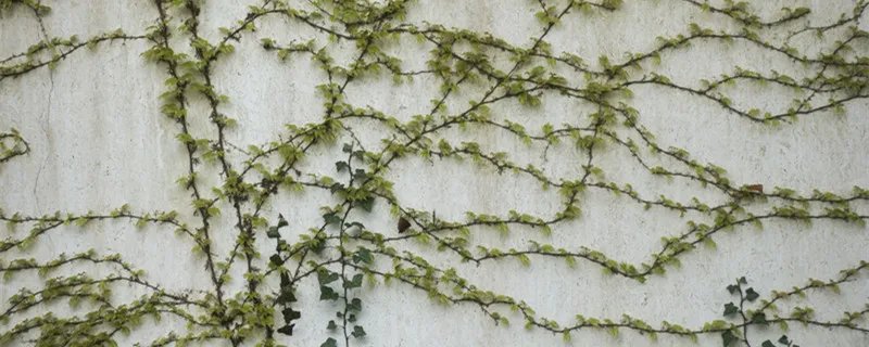 蔓延和漫延的区别是什么