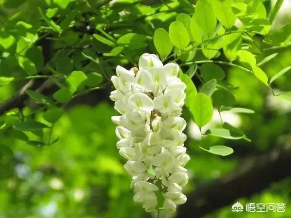 刺槐树有什么作用?