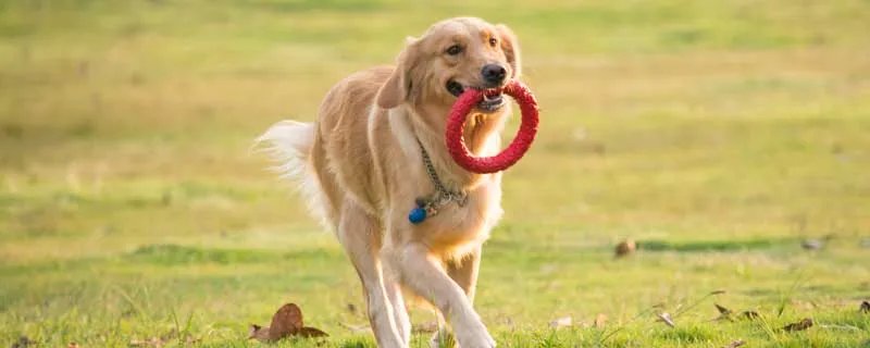 金毛适合看家吗 金毛犬性格特征