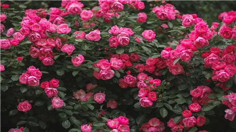 月季花的功效与作用