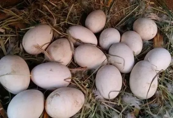 刷爆朋友圈两只鹅的故事，大结局已经揭晓！