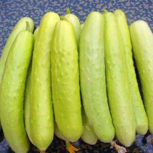 白黄瓜病虫害该怎么样处理？