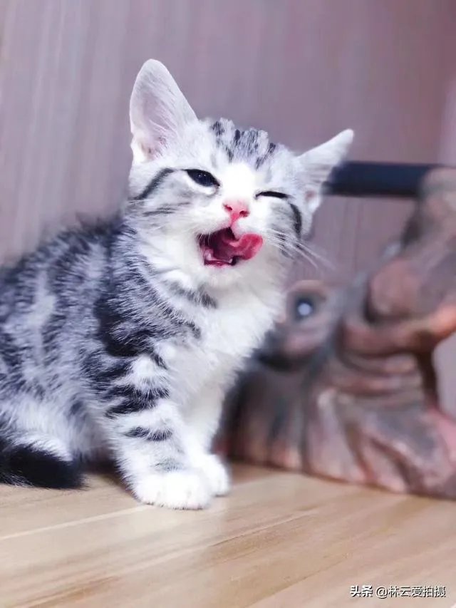 为什么很多农村集市上卖青鱼的都喜欢在鱼箱里撒一把瓜子？