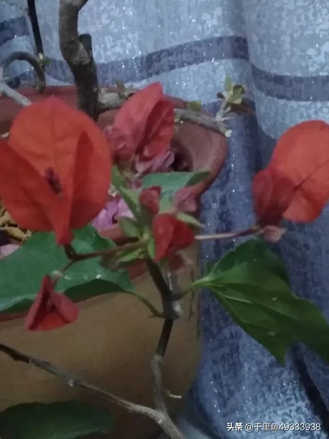 瑞士三角梅为何不开花？