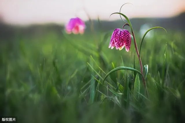 野生药材一定比种植药材好吗?
