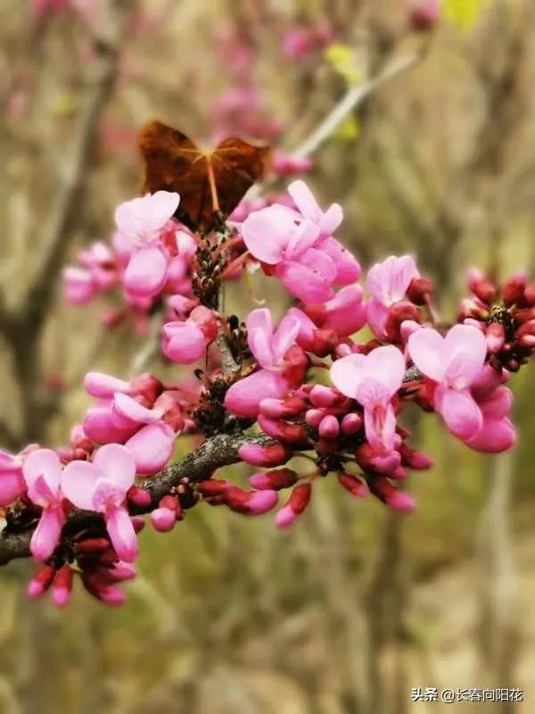 中国疫情即将结束了吗，全球疫情会持续到2020年年底吗？