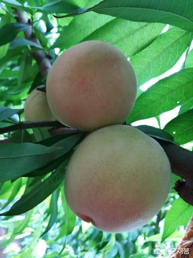 芒种是哪天？怎样算芒种？芒种是几月几日？