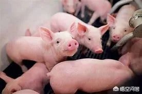 幼猪有什么作用