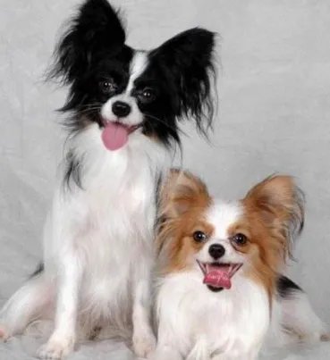 蝴蝶犬能长多大??