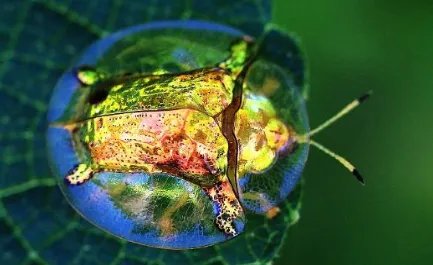 黄金龟甲虫的体型非常小,但为何不怕鸟类的威胁?