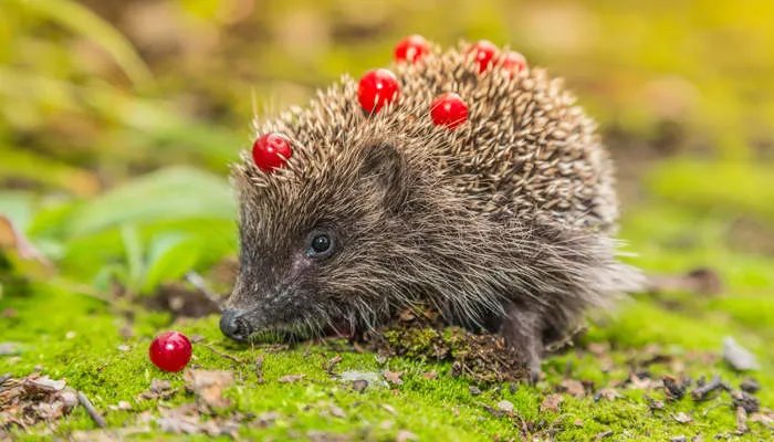 动物为什么要冬眠 为什么会有动物喜欢冬眠