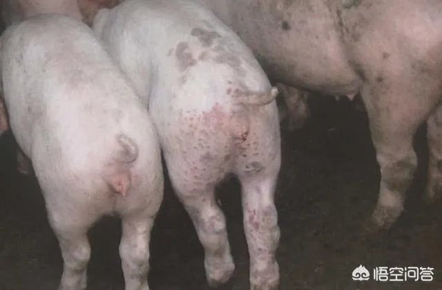幼猪有什么作用