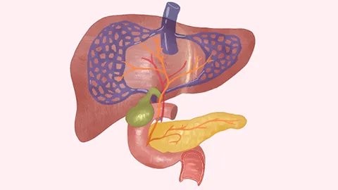 肝功能异常能恢复吗