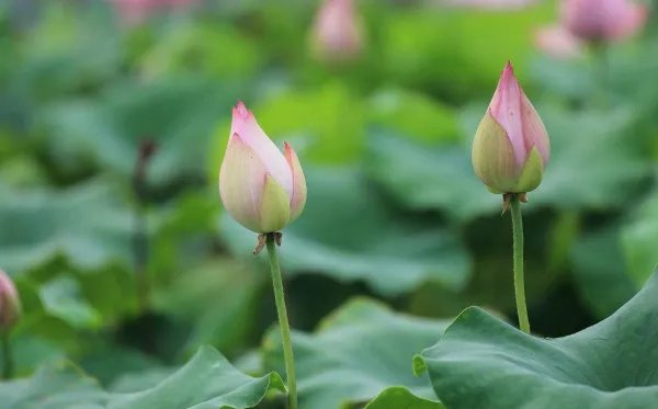 小荷才露尖尖角的作者是