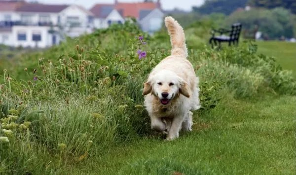 金毛托运死亡疑为员工接私单后换车，涉事人员将需承担哪些责任？