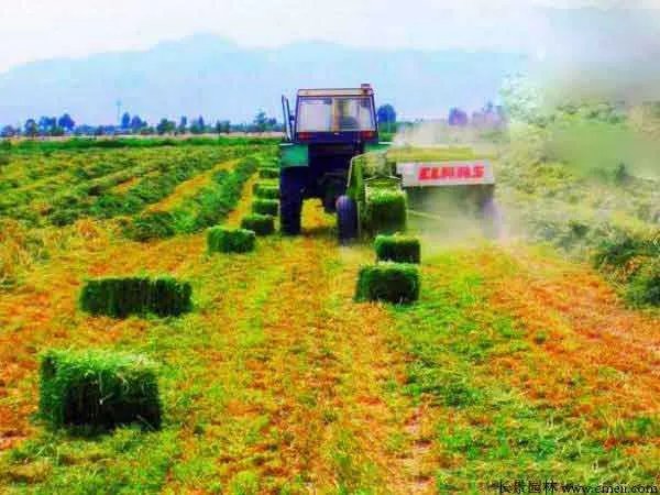 北方优质牧草品种有哪些