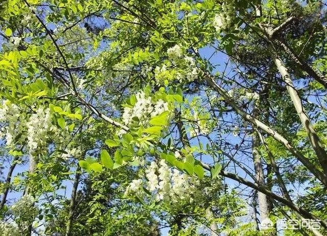 刺槐树有什么作用?