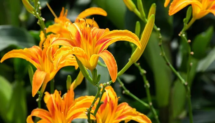 忘忧草是黄花菜吗 忘忧草是不是黄花菜