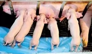 幼猪有什么作用