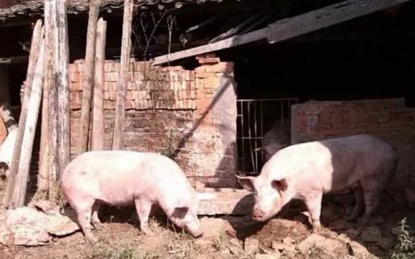 有什么赚钱的好项目？