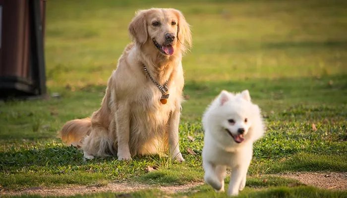 什么是物候现象 物候现象是什么意思