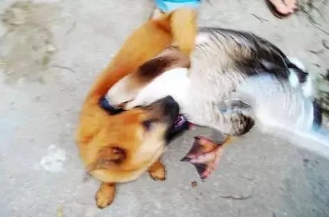 刷爆朋友圈两只鹅的故事，大结局已经揭晓！