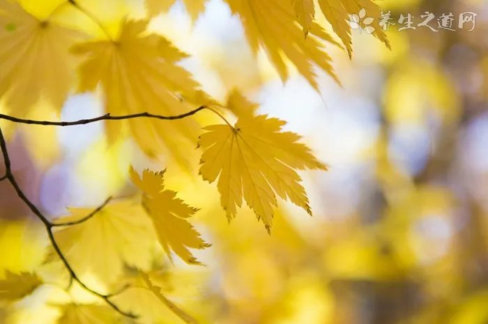 信阳毛尖的功效与作用