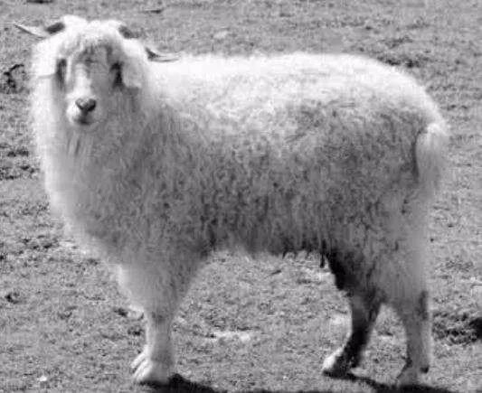 为什么说百只羊是吃毒大葱死亡的呢?