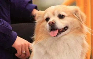 蝴蝶犬能长多大??