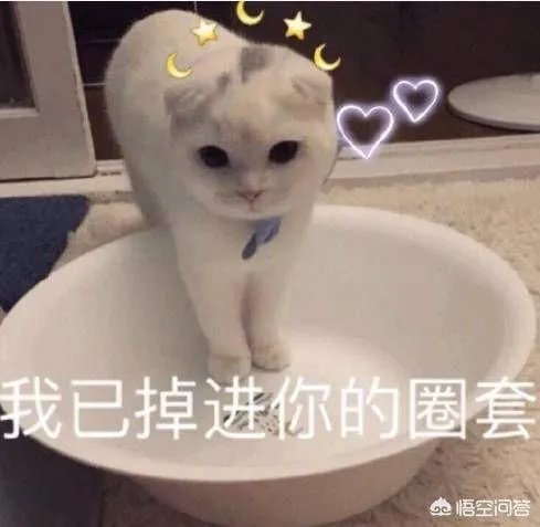 有没有搞笑的猫咪图片，分享一下？