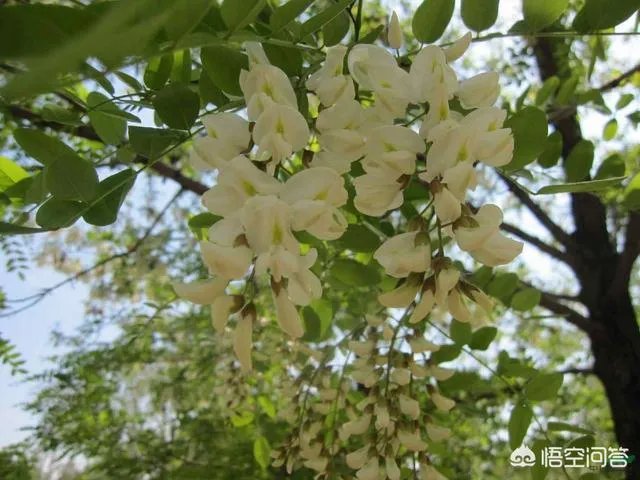 刺槐树有什么作用?