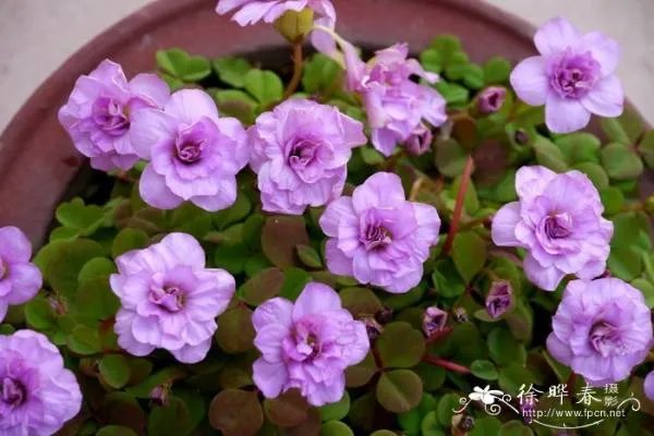 酢浆草科的所有属