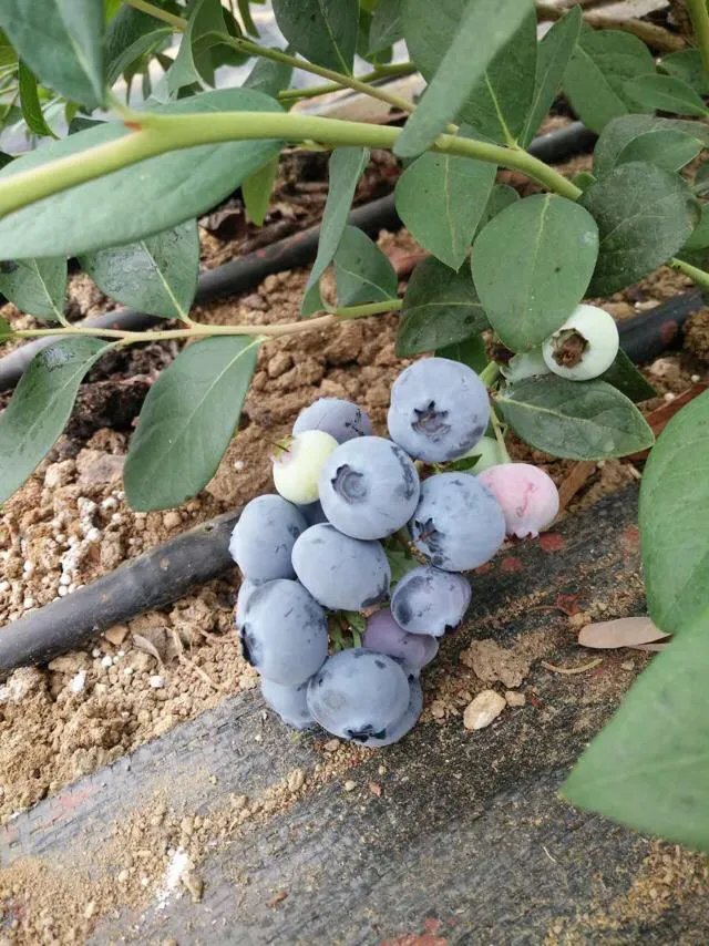 怎么做农产品推广?