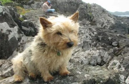 罗威士梗有哪些形态特征?需要如何养护呢?