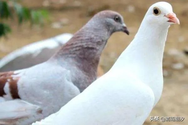 鸽子养殖场怎么起名：鸽子养殖场起名大全？