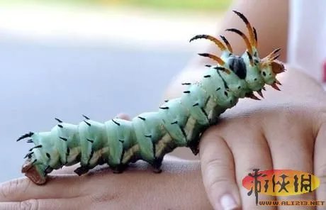 盘点全球新奇妙动物：紫色北极熊 海地长吻猬