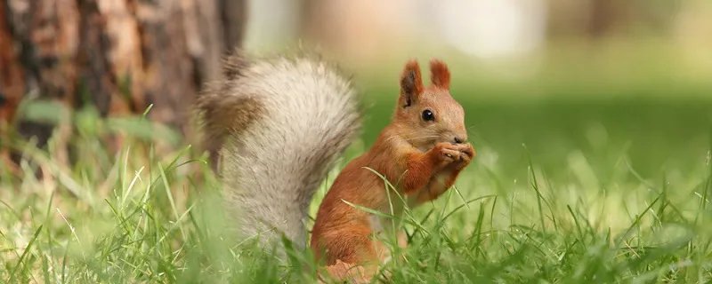 动物为什么要冬眠 为什么会有动物喜欢冬眠