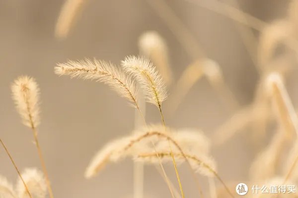 开箱晒物系列 篇八：#晒单大赛#CANON 佳能 穷人三宝集齐（附样片）