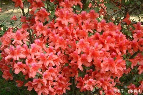 杜鹃花夏天怎么养呢?